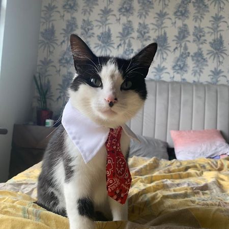 דבלין Wake Up With 2 Cats On Your Face מראה חיצוני תמונה