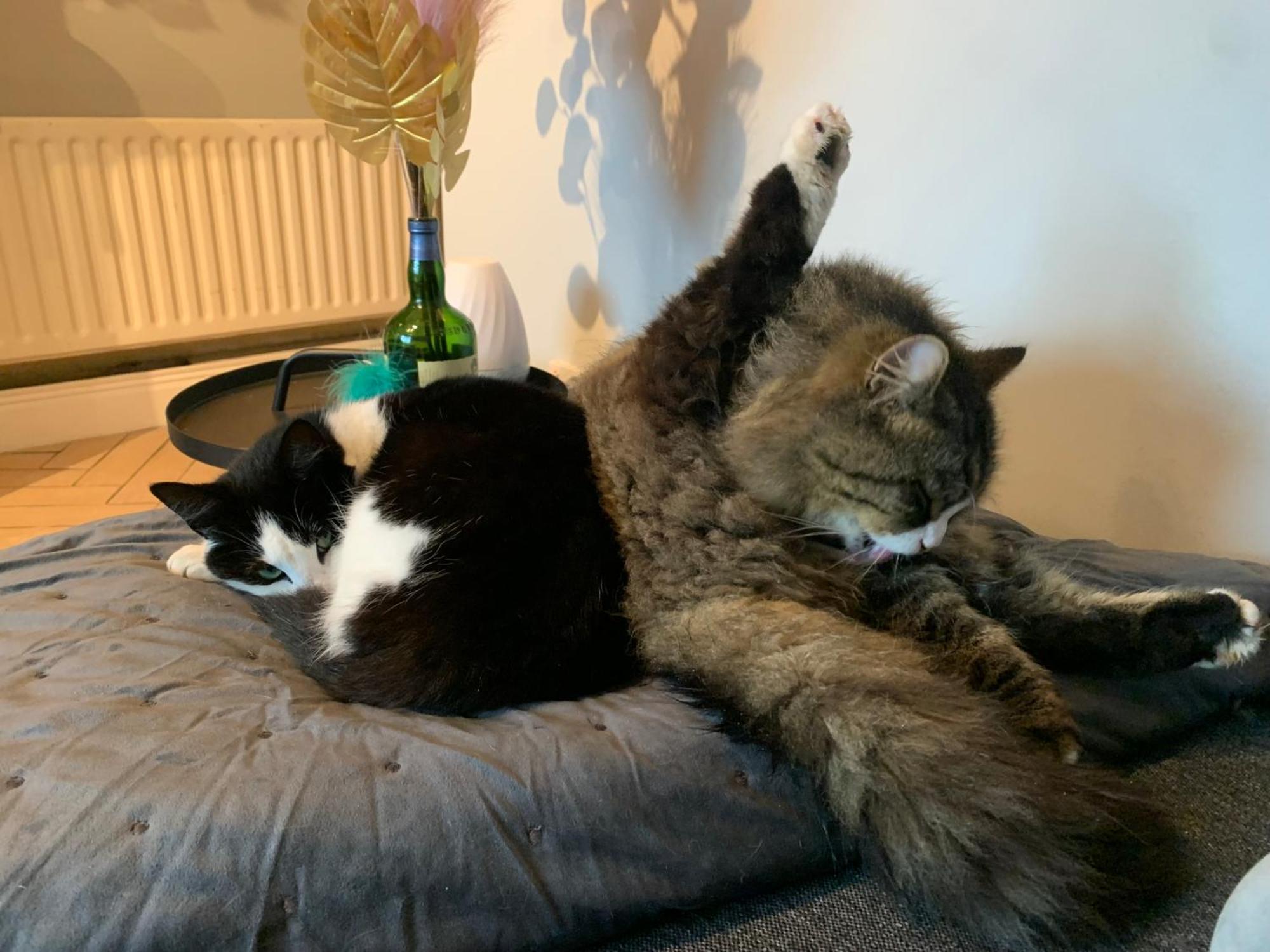 דבלין Wake Up With 2 Cats On Your Face מראה חיצוני תמונה